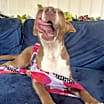 Thumbnail photo of Muffin #4