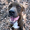 Thumbnail photo of Rockie #1