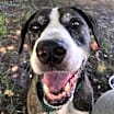 Thumbnail photo of Kora #2
