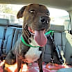 Thumbnail photo of Rockie #2