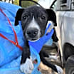 Thumbnail photo of Arthur #3