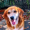 Thumbnail photo of Dusty #1