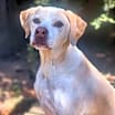 Thumbnail photo of Bentley #1