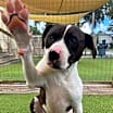 Thumbnail photo of Nugget #1