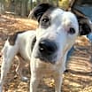 Thumbnail photo of Ralphie #3