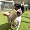 Thumbnail photo of Nugget #3