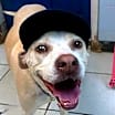 Thumbnail photo of Bentley #3