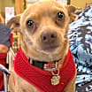 Thumbnail photo of Buster #1