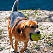 Thumbnail photo of Dusty #4