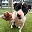 Thumbnail photo of Nugget #4