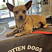 Thumbnail photo of Buster #2