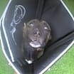 Thumbnail photo of Ceelo #2