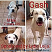 Thumbnail photo of Gash #2