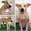 Thumbnail photo of Yara #2