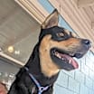Thumbnail photo of Buddy #1