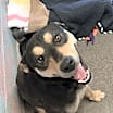 Thumbnail photo of Buddy #2