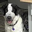Thumbnail photo of Seamus #1