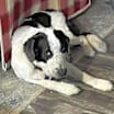 Thumbnail photo of Seamus #2