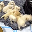 Thumbnail photo of Fanci #3