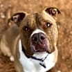 Thumbnail photo of Caine #1