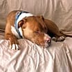 Thumbnail photo of Caine #3