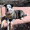 Thumbnail photo of Zorro #3