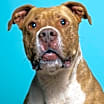 Thumbnail photo of Caine #4