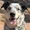 Thumbnail photo of Zorro #4