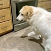 Thumbnail photo of Alf #2