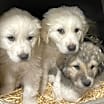 Thumbnail photo of Alf #3
