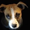 Thumbnail photo of Ivy Belle #1