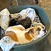 Thumbnail photo of Ivy Belle #3