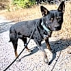 Thumbnail photo of SIMBA #1