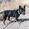 Thumbnail photo of SIMBA #2
