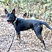 Thumbnail photo of SIMBA #3