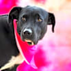 Thumbnail photo of Starla JuM #1