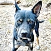 Thumbnail photo of SIMBA #4