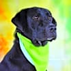 Thumbnail photo of Bailey JR #1