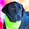 Thumbnail photo of Bailey JR #2