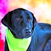 Thumbnail photo of Bailey JR #3