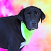 Thumbnail photo of Bailey JR #4