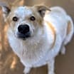 Thumbnail photo of ODIE #2