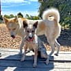 Thumbnail photo of ODIE #3
