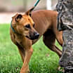 Thumbnail photo of Chook AKA Chaz JuM #3
