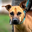 Thumbnail photo of Chook AKA Chaz JuM #4