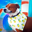 Thumbnail photo of Captain JuM* #2