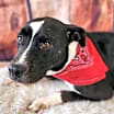 Thumbnail photo of Koda JuM #2
