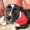 Thumbnail photo of Koda JuM #4