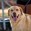 Thumbnail photo of Old Yeller JuM #3