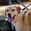 Thumbnail photo of Old Yeller JuM #4